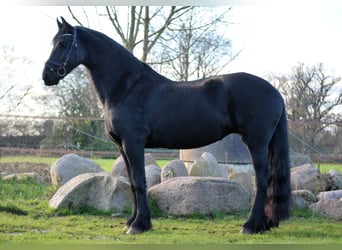 Fries paard, Merrie, 10 Jaar, 165 cm, Zwart