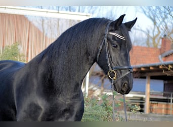 Fries paard, Merrie, 10 Jaar, 165 cm, Zwart