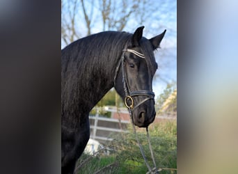 Fries paard, Merrie, 10 Jaar, 165 cm, Zwart