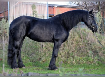 Fries paard, Merrie, 10 Jaar, 165 cm, Zwart