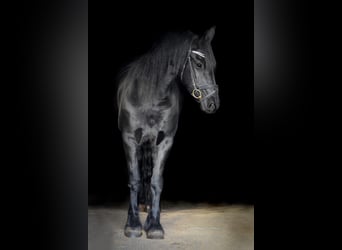 Fries paard, Merrie, 10 Jaar, 165 cm, Zwart