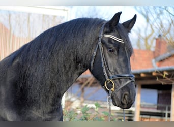 Fries paard, Merrie, 10 Jaar, 165 cm, Zwart