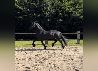 Fries paard, Merrie, 10 Jaar, 165 cm, Zwart