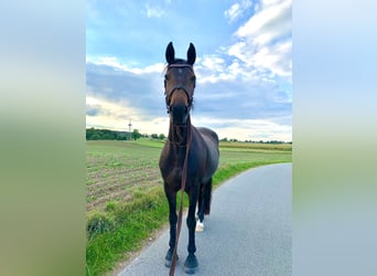 Fries paard Mix, Merrie, 10 Jaar, 166 cm, Donkerbruin