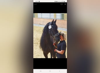 Fries paard, Merrie, 10 Jaar, 170 cm, Zwart