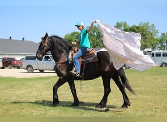 Fries paard, Merrie, 10 Jaar, 173 cm, Zwart