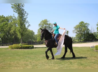 Fries paard, Merrie, 10 Jaar, 173 cm, Zwart