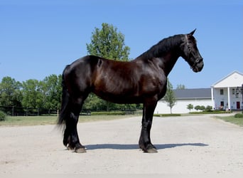 Fries paard, Merrie, 10 Jaar, 173 cm, Zwart