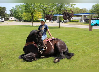 Fries paard, Merrie, 10 Jaar, 173 cm, Zwart