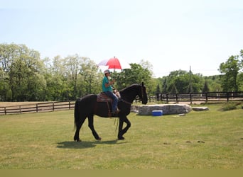 Fries paard, Merrie, 10 Jaar, 173 cm, Zwart