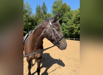 Fries paard Mix, Merrie, 10 Jaar, Donkerbruin