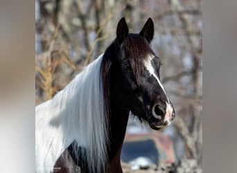 Fries paard, Merrie, 10 Jaar, Tobiano-alle-kleuren