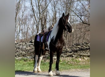 Fries paard, Merrie, 10 Jaar, Tobiano-alle-kleuren