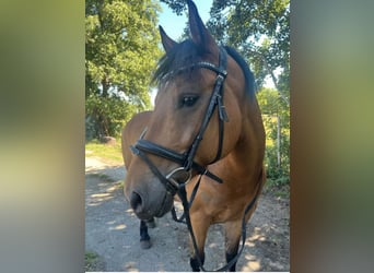 Fries paard Mix, Merrie, 11 Jaar, 155 cm, Bruin
