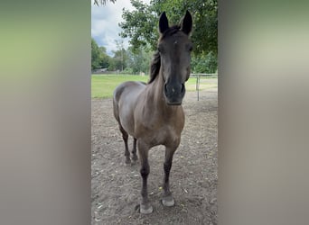 Fries paard, Merrie, 11 Jaar, 155 cm, Overo-alle-kleuren