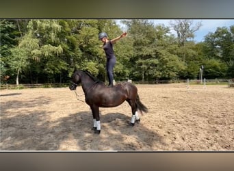 Fries paard, Merrie, 11 Jaar, 157 cm, Zwart