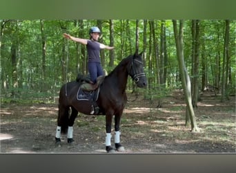 Fries paard, Merrie, 11 Jaar, 157 cm, Zwart