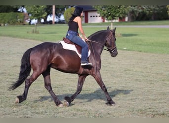 Fries paard, Merrie, 11 Jaar, 157 cm, Zwart