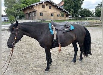 Fries paard Mix, Merrie, 11 Jaar, 158 cm, Zwart