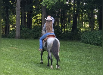 Fries paard Mix, Merrie, 11 Jaar, 160 cm, Roan-Blue