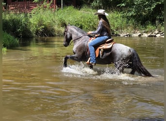Fries paard Mix, Merrie, 11 Jaar, 160 cm, Roan-Blue