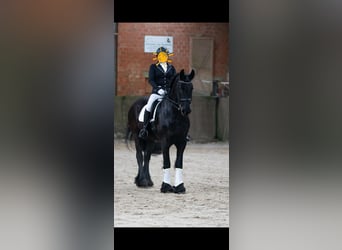 Fries paard, Merrie, 11 Jaar, 162 cm, Zwart