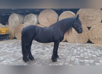 Fries paard, Merrie, 11 Jaar, 162 cm, Zwart