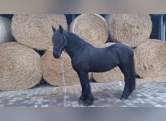 Fries paard, Merrie, 11 Jaar, 162 cm, Zwart