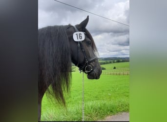 Fries paard, Merrie, 11 Jaar, 162 cm, Zwart