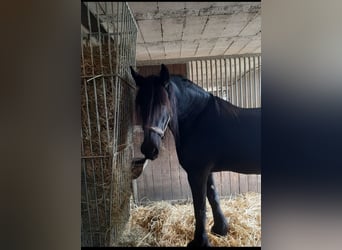 Fries paard, Merrie, 11 Jaar, 162 cm, Zwart