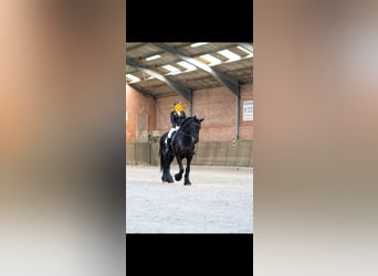 Fries paard, Merrie, 11 Jaar, 162 cm, Zwart