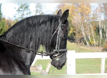 Fries paard, Merrie, 11 Jaar, 162 cm, Zwart