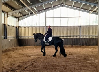 Fries paard, Merrie, 11 Jaar, 162 cm, Zwart