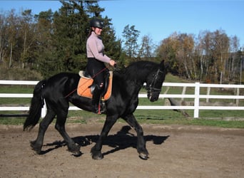 Fries paard, Merrie, 11 Jaar, 162 cm, Zwart