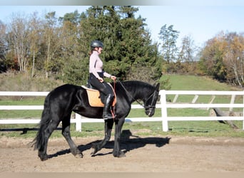 Fries paard, Merrie, 11 Jaar, 162 cm, Zwart