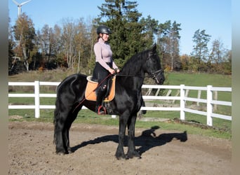 Fries paard, Merrie, 11 Jaar, 162 cm, Zwart