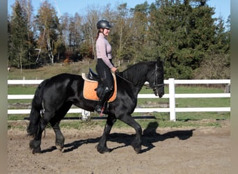 Fries paard, Merrie, 11 Jaar, 162 cm, Zwart