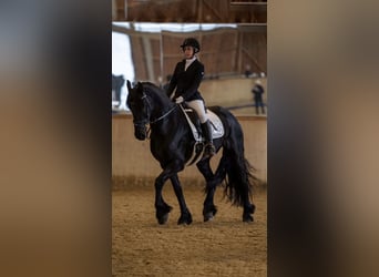 Fries paard, Merrie, 11 Jaar, 165 cm, Zwart