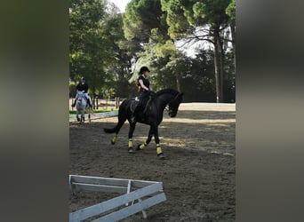 Fries paard, Merrie, 11 Jaar, 165 cm, Zwart