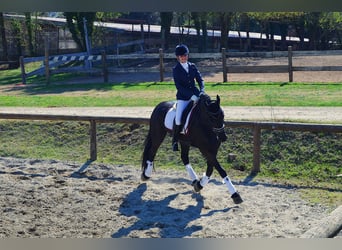 Fries paard, Merrie, 11 Jaar, 165 cm, Zwart