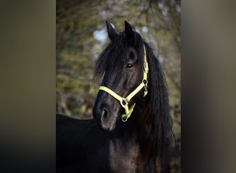 Fries paard Mix, Merrie, 11 Jaar, 165 cm, Zwart