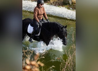 Fries paard, Merrie, 11 Jaar, 165 cm, Zwart