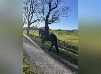 Fries paard, Merrie, 11 Jaar, 166 cm, Zwart