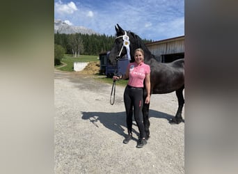 Fries paard, Merrie, 11 Jaar, 166 cm, Zwart