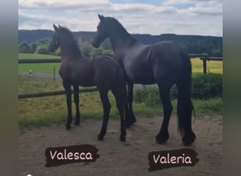 Fries paard, Merrie, 11 Jaar, 166 cm, Zwart