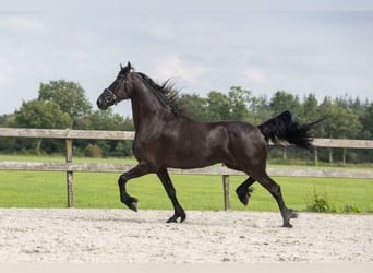 Fries paard, Merrie, 11 Jaar, 167 cm, Zwart