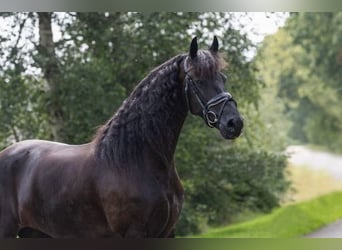 Fries paard, Merrie, 11 Jaar, 167 cm, Zwart