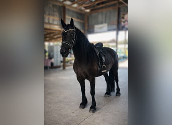 Fries paard, Merrie, 11 Jaar, 168 cm, Zwart