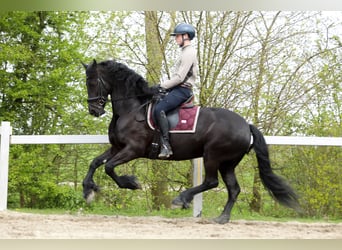 Fries paard, Merrie, 11 Jaar, 168 cm, Zwart