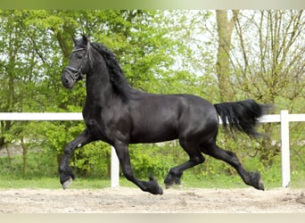 Fries paard, Merrie, 11 Jaar, 168 cm, Zwart